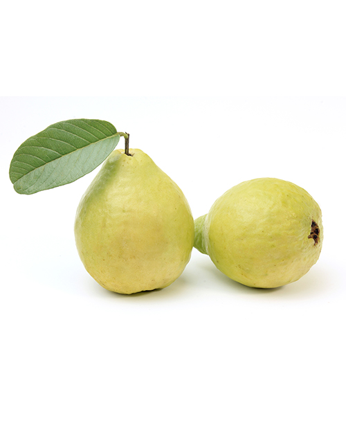 Guava Leaves Soft Extract