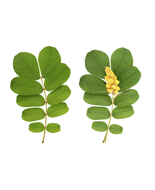 Senna Soft Extract